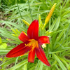 FEUERLILIE