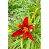 FIRE LILY