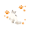 Perser Katzenfreund Katzenlady