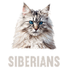 Siberian Cat Sibirische Katze