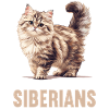 Chat Sibérien Sibirische Katze