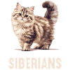 Siberian Cat Sibirische Katze