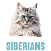 Siberian Cat Sibirische Katze