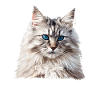 Siberian Cat Sibirische Katze