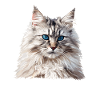 Chat Sibérien Sibirische Katze
