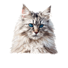 Siberian Cat Sibirische Katze