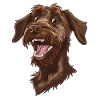 Deutsch Stichelhaar | German roughhaired pointer