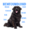 Terre-Neuve ANATOMIE D’UN TERRE-NEUVE Chiens