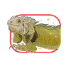 Iguana Lizard Reptile Iguanas Gift