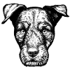 Hunting Terrier Portrait