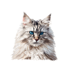 Siberian Cat Sibirische Katze
