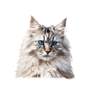 Siberian Cat Sibirische Katze