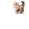 Siberian Cat Sibirische Katze