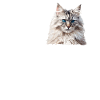 Siberian Cat Sibirische Katze