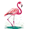 Flamingo