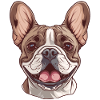 Bouledogue Français | Bouledogue français | Frenchi