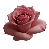Rose Big