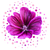 Mallow Purple Blossom