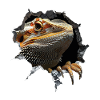 Bearded Dragon