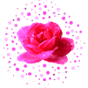 pink rose Mother's Day