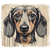 Dackel Teckel Kurzhaardackel Dachshund