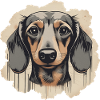 Dackel Teckel Kurzhaardackel Dachshund
