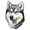 Siberian Husky Head