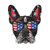 Boston Terrier with American Sunglasses
