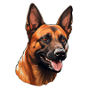 Belgian Malinois Head