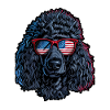 Poodle with American Sunglasses