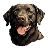 Labrador Retriever