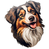 Australian Shephard loyal