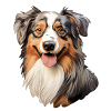 Australian Shepherd