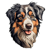Australian Shepherd Head