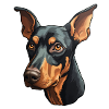 Doberman Pinscher