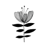 Tulipe