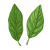 Two Basil Leaves Pure Nature