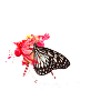 butterfly, Schmetterling