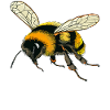 BUMBLEBEES