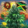 Jamaica Nr 1