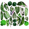 Green leaves