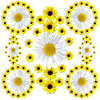 Flowers, daisies, sunflowers, daisies