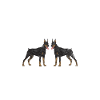 Doberman