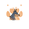 Doberman