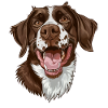 Little Münsterländer | Small Münsterländer