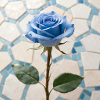 belle rose bleue