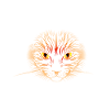Tête de chat orange