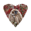 Gibbon's Solitude Heart