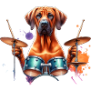 Rodesian Ridgeback Drummer Band Schlagzeuger