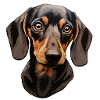 Dackel oder Dachshund